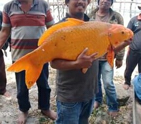 Detik-detik Pemancing Dapat Ikan Mas Raksasa 15 Kg di Perairan Tao Silalahi