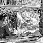 Foto: Warga Besipae, Kabupaten Timor Tengah Selatan bertahan hidup di gubuk dari daun setelah rumahnya digusur Pemprov NTT (@WalhiNTT01)