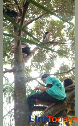 Pelajar di Simalungun saat memanjat Pohon demi mendapatkan Sinyal