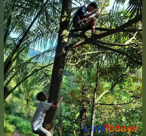 Pelajar saat memanjat Pohon demi mendaptakan Sinyal