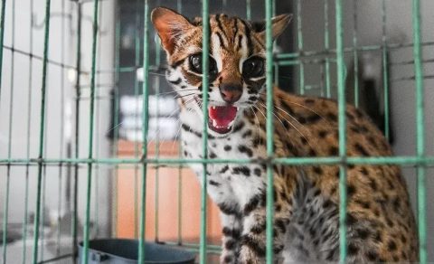Seekor Kucing Hutan disita BBKSDA Riau dari tempat Hiburan. Foto: Antara.
