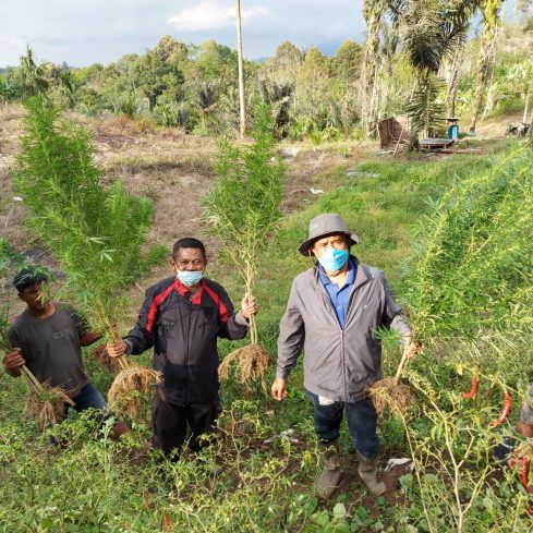 Polres Simalungun, saat menemukan Ladang ganja di Juma Gotting, Dusun Sundar Dolok, Kecamatan Dolok Silau, Kabupaten Simalungun, Provinsi Sumatera Utara. Foto: Dok. Humas Polres Simalungun. Sabtu, (08/05/2021).