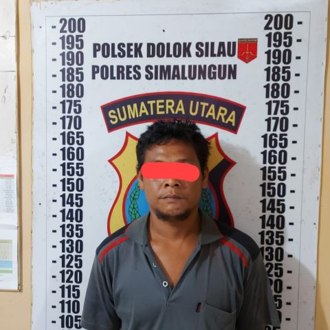 MBDR seorang Petani 35 Tahun diamankan Polres Simalungun Lantaran tanam 50 batang Pohon Ganja. Foto: Dok. Polres Simalungun.