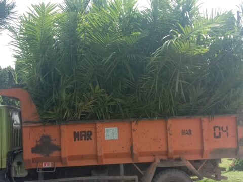 Truk Milik PTPN IV yang digunakan untuk mengangkan Bibit Sawit oleh Proyek Replanting. Foto: Istimewa.