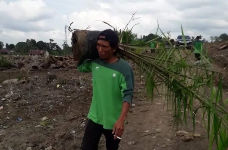Karyawan PTPN IV Kebun Marjandi yang terlihat mengangkat bibit Kelapa Sawit untuk dilakukan Penanaman. Foto: Dok Istimewa.