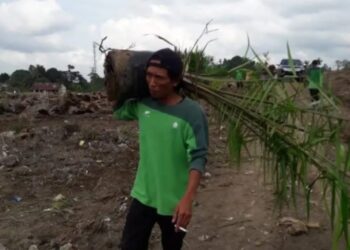 Karyawan PTPN IV Kebun Marjandi yang terlihat mengangkat bibit Kelapa Sawit untuk dilakukan Penanaman. Foto: Dok Istimewa.